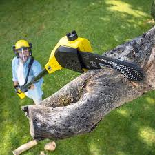 Best Lawn Disease Treatment  in Wyoming, IL